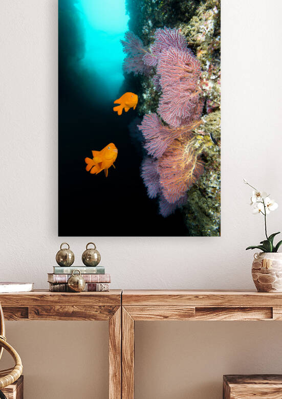 California reef by Joe Belanger