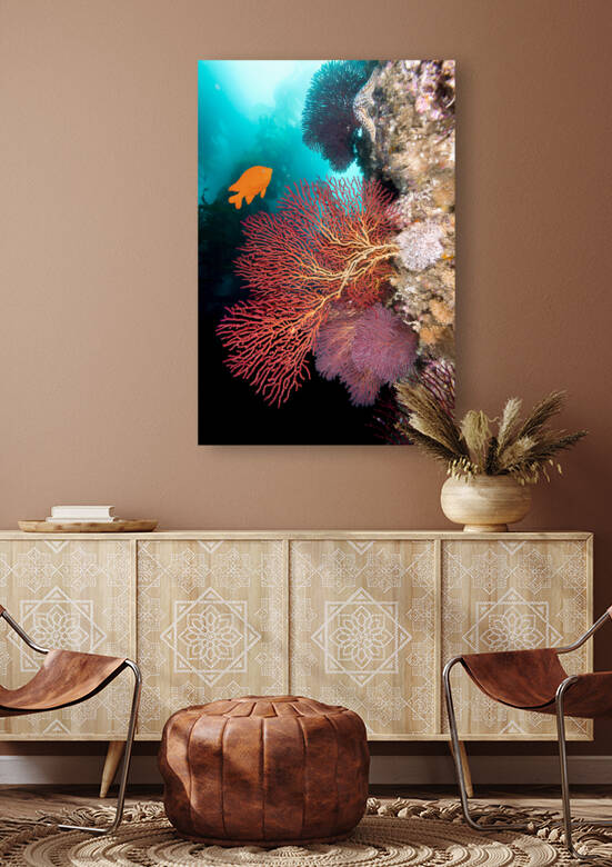 California underwater reef by Joe Belanger