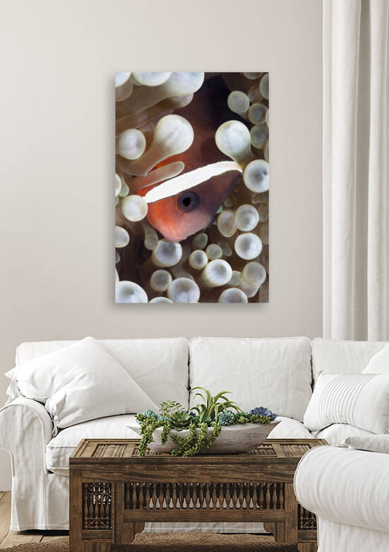 Clown Fish by Joe Belanger