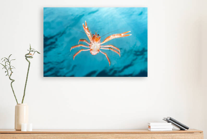 Small tuna crab swimming on ocean by Joe Belanger