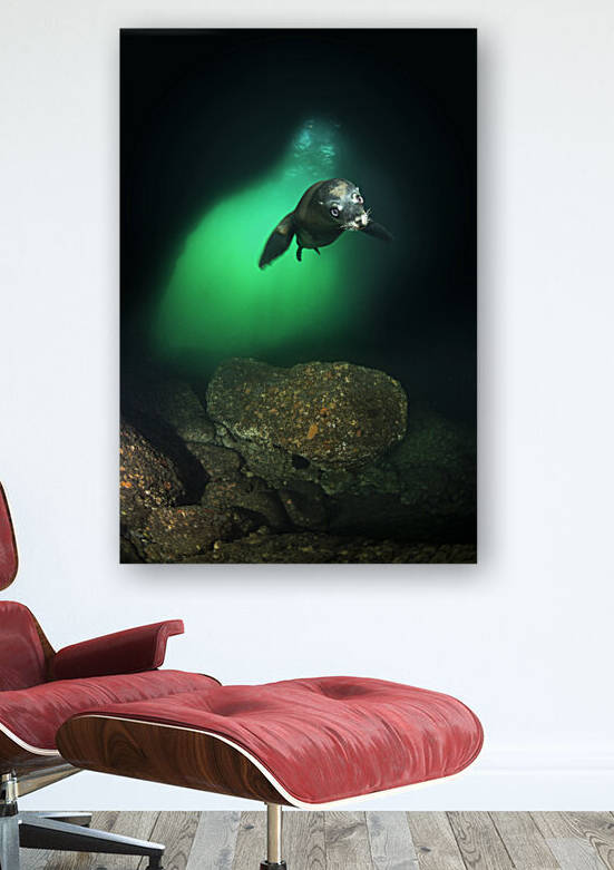Playful sea lion in a cave by Joe Belanger