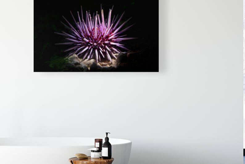 Purple sea urchin by Joe Belanger