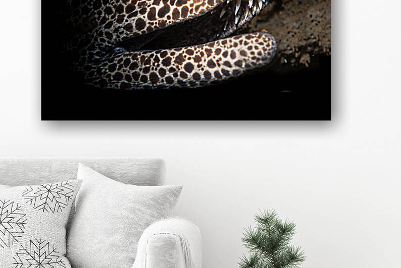 Leopard and laced moray eel by Joe Belanger