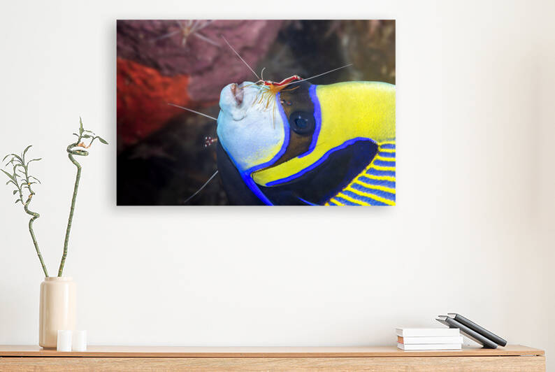 Emperor angelfish being cleaned by shrimp by Joe Belanger