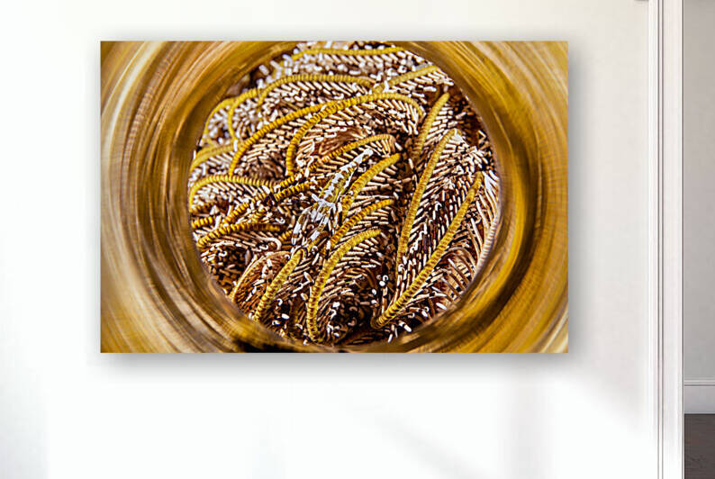 Crinoid tentacles with shrimp reflect in a polished light tube by Joe Belanger