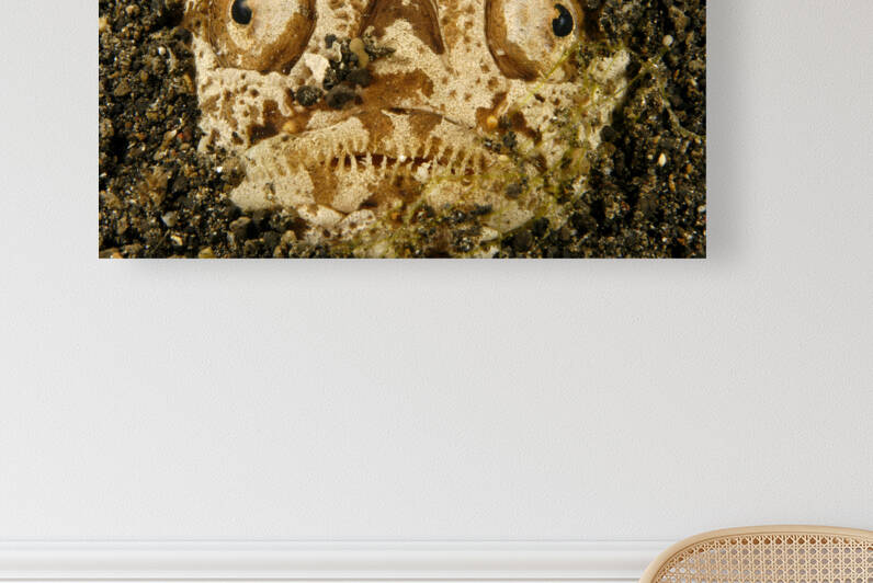 Scary Stargazer fish Hunting by Joe Belanger