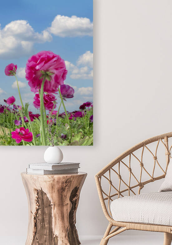 Pink ranunculus against sky by Joe Belanger