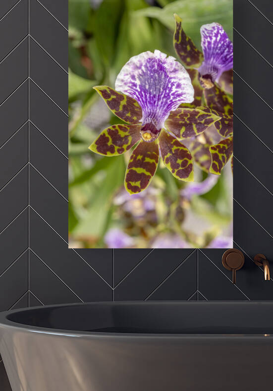 Blooming orchid by Joe Belanger