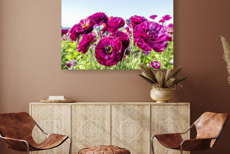 Purple ranunculus flowers by Joe Belanger