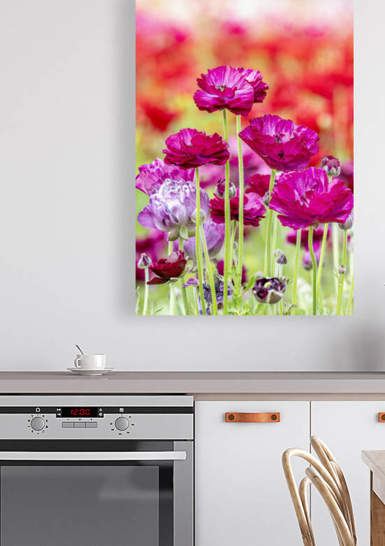 Purple ranunculus wildflowers by Joe Belanger