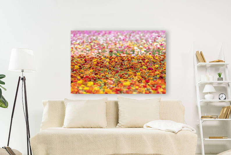 Field of ranunculus flowers by Joe Belanger