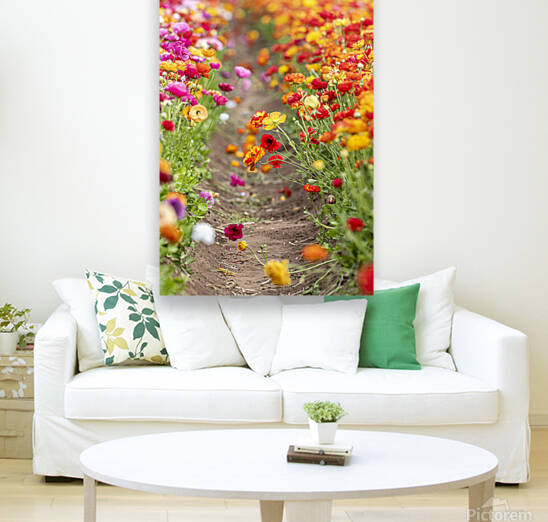 Ranunculus flowers in field by Joe Belanger