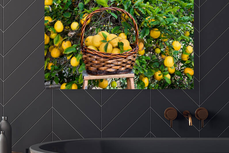 Basket of lemons freshly picked from a tree by Joe Belanger