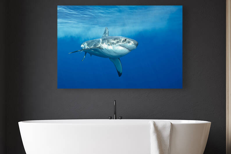 Great white shark by Joe Belanger