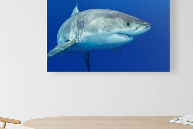 Great white shark by Joe Belanger