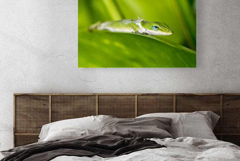 Gecko in rainforest by Joe Belanger
