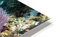 California reef HD Metal print