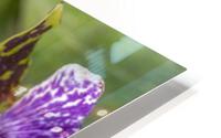 Blooming orchid HD Metal print