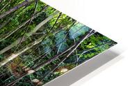 Thick rainforest HD Metal print