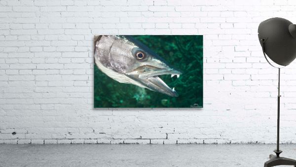 Barracuda Wall Preview
