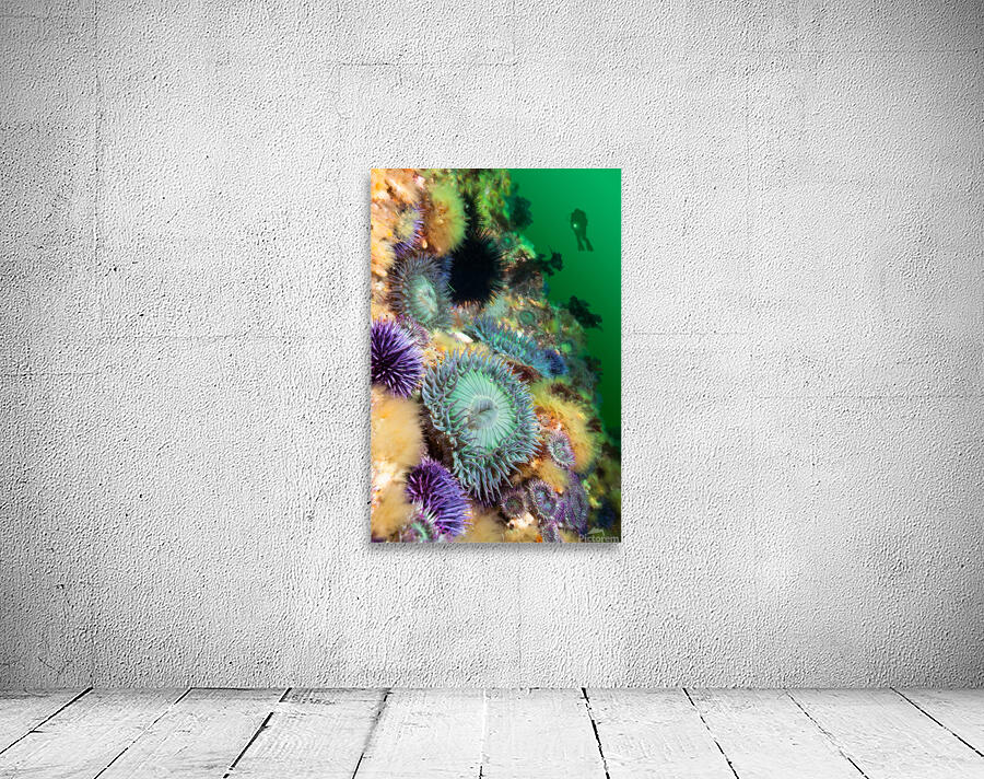 Anemones on reef Wall Preview