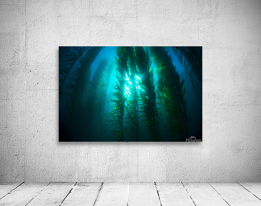Kelp bed Wall Preview
