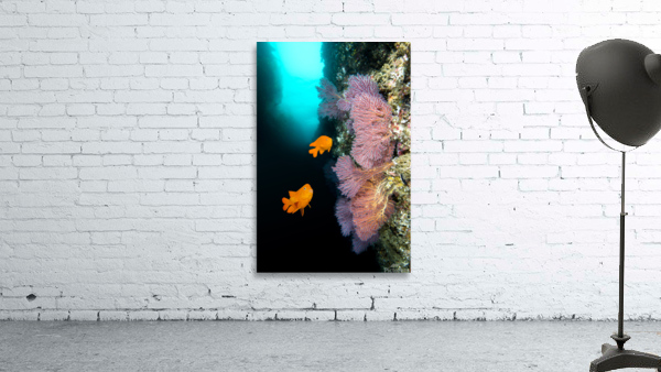 California reef Wall Preview