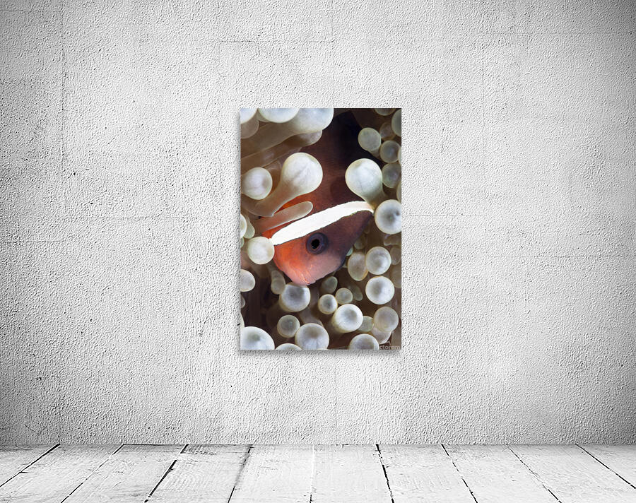 Clown Fish Wall Preview