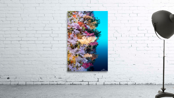 Colorful reef wall Wall Preview