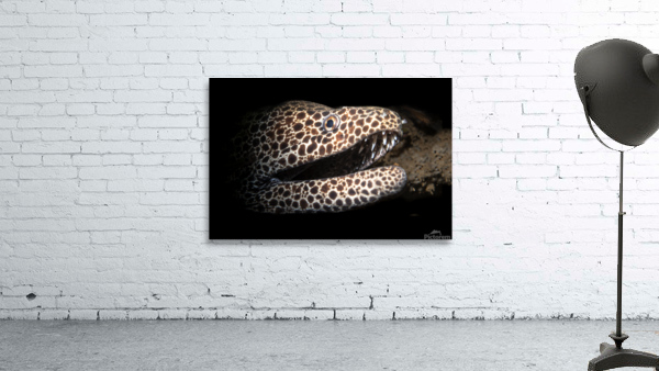 Leopard and laced moray eel Wall Preview