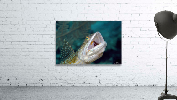 Hunting Lizard Fish Wall Preview