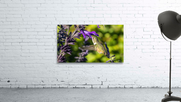Hummingbird feeding Wall Preview