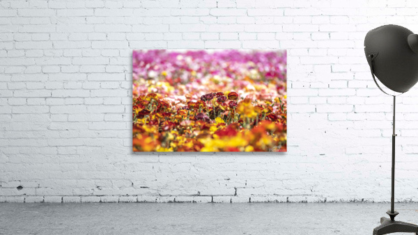 Flower field during spring Wall Preview