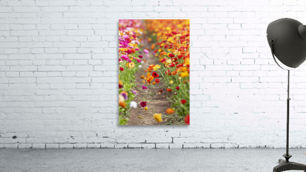 Ranunculus flowers in field Wall Preview