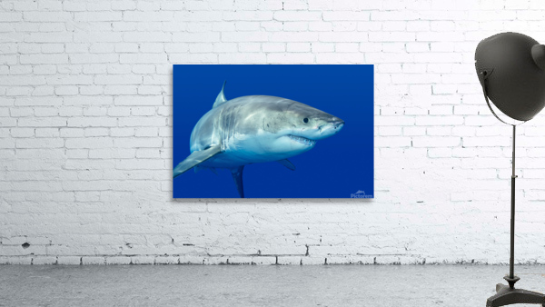 Great white shark Wall Preview