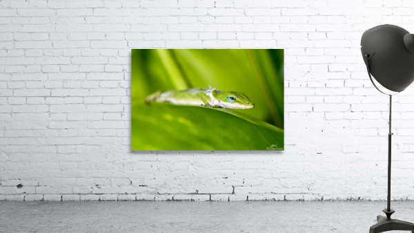Gecko in rainforest Wall Preview