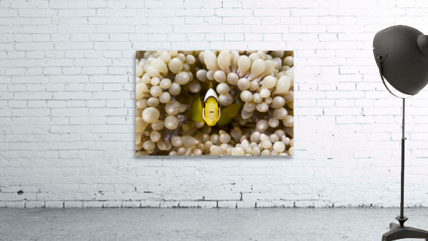 Yellow clownfish Wall Preview