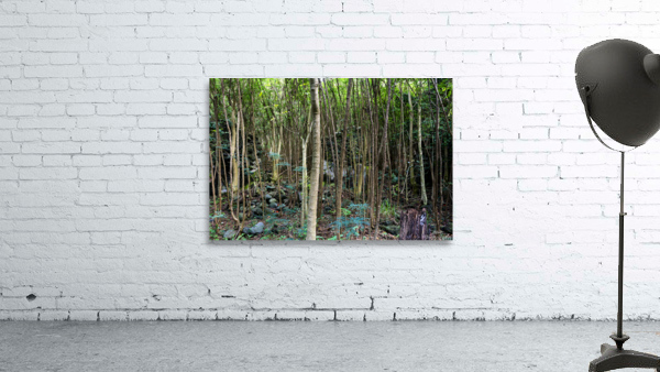 Thick rainforest Wall Preview