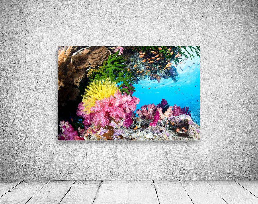 Exotic Coral Reef Wall Preview