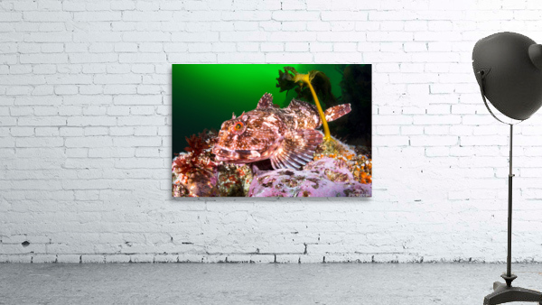 Cabezon Fish Wall Preview