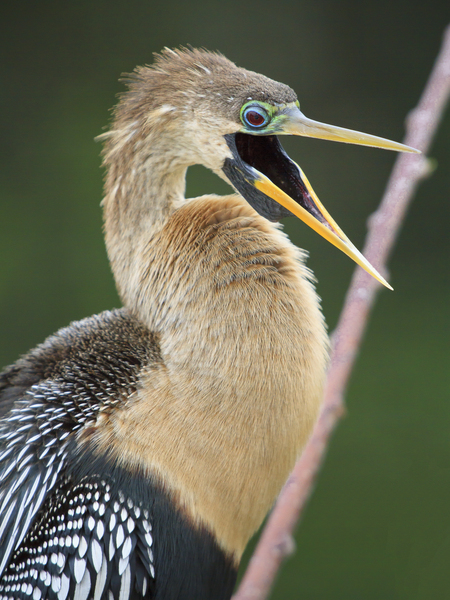 Juvenile Anhinga Téléchargement Numérique