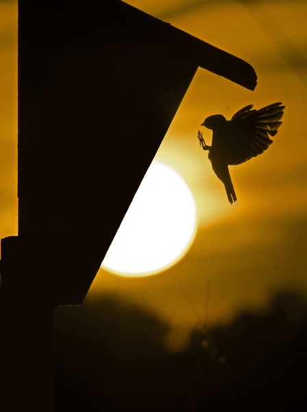 Tree Swallow Téléchargement Numérique