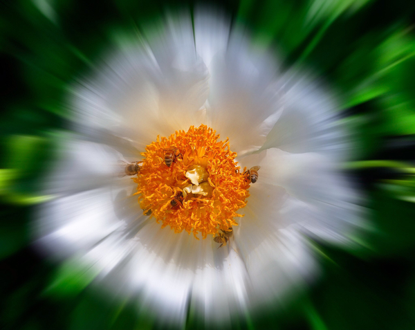 Flower pollinators Digital Download