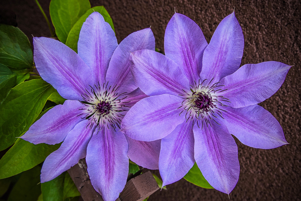 Clematis Flower Digital Download