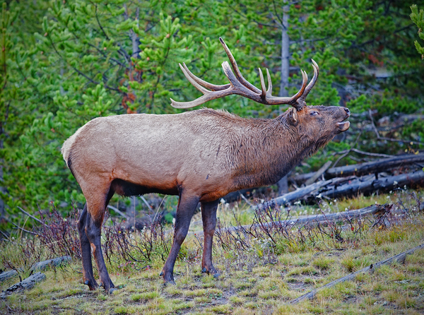 Alert call — bull elk Téléchargement Numérique