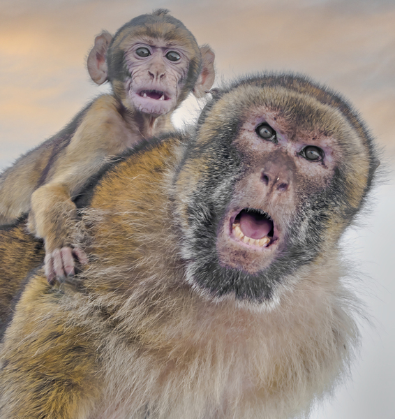 Barbary Macaques Monkey by Jim Radford Wall Art