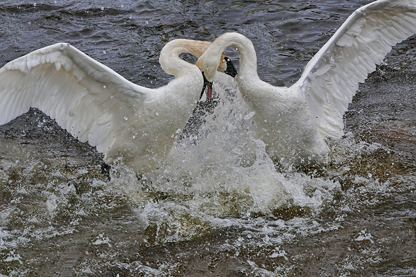 Battling Swans Digital Download