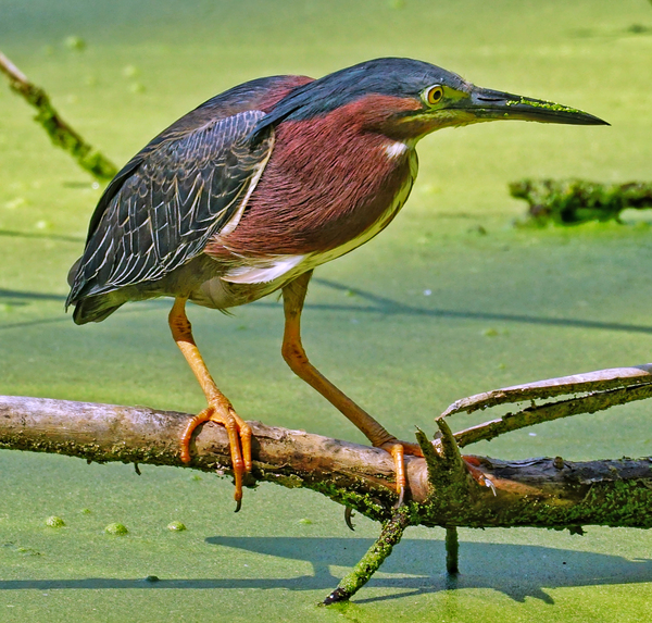Green Heron  Digital Download