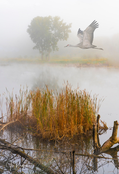 Crane over inland waters  Téléchargement Numérique