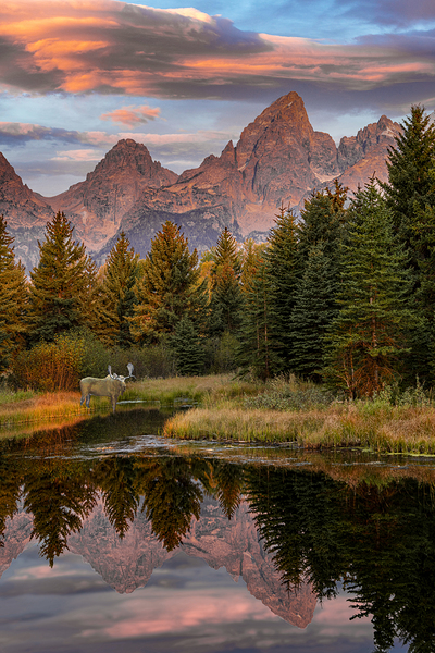 Moose in the Morning Téléchargement Numérique